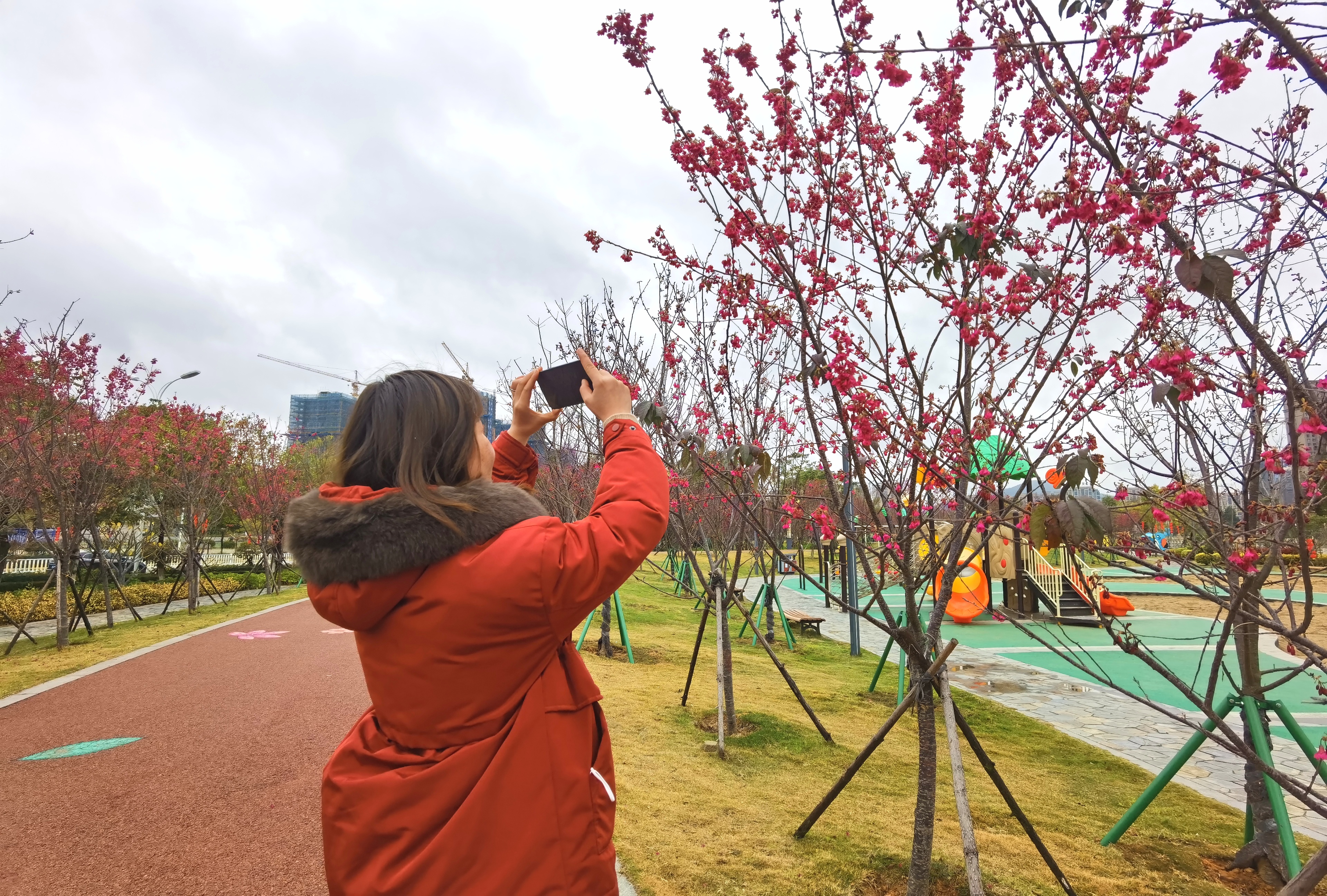 虎溪公园樱花迎春绽放