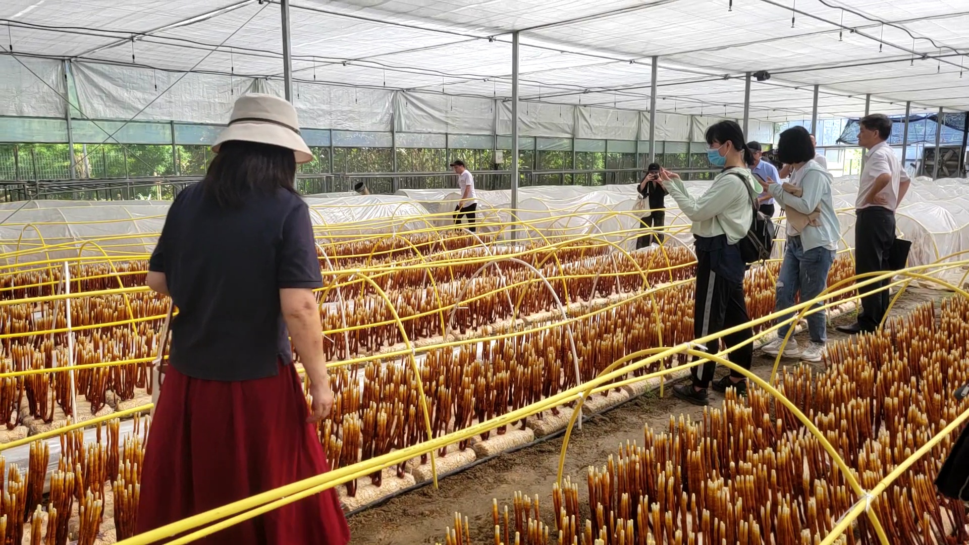 福清成功培育“鹿角灵芝”