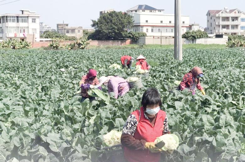 播种希望收获幸福——渔溪镇种植大户李典风的致富路