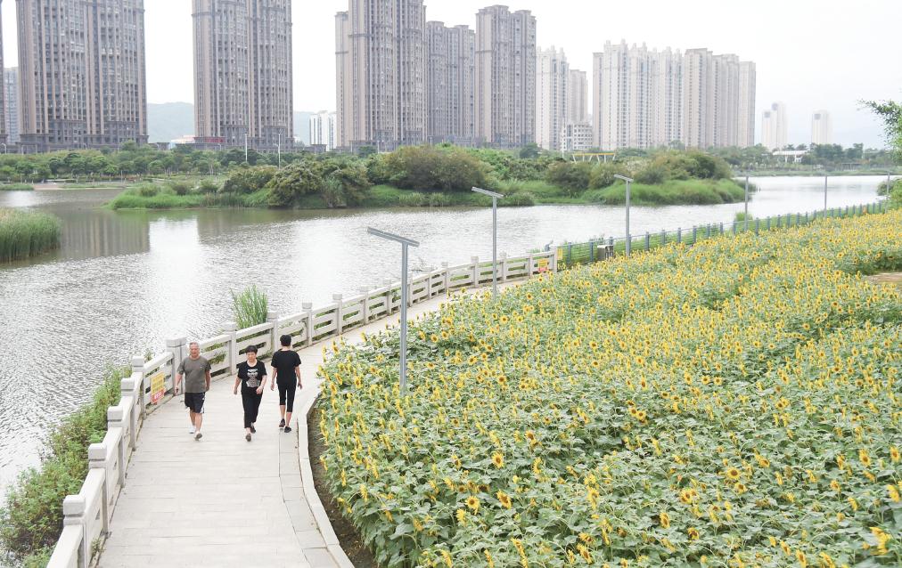 向阳怒放 花开成海