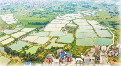 满目稻浪 一湖碧波